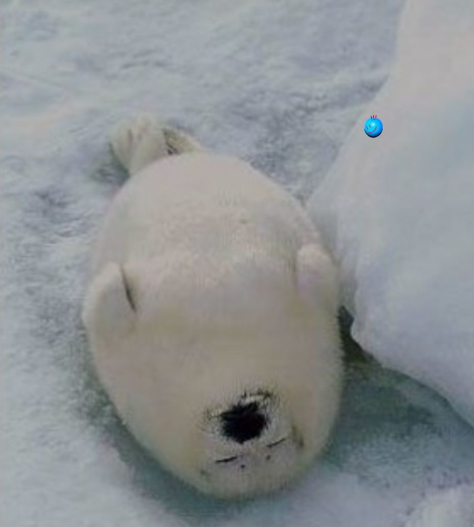 Harp seal_2