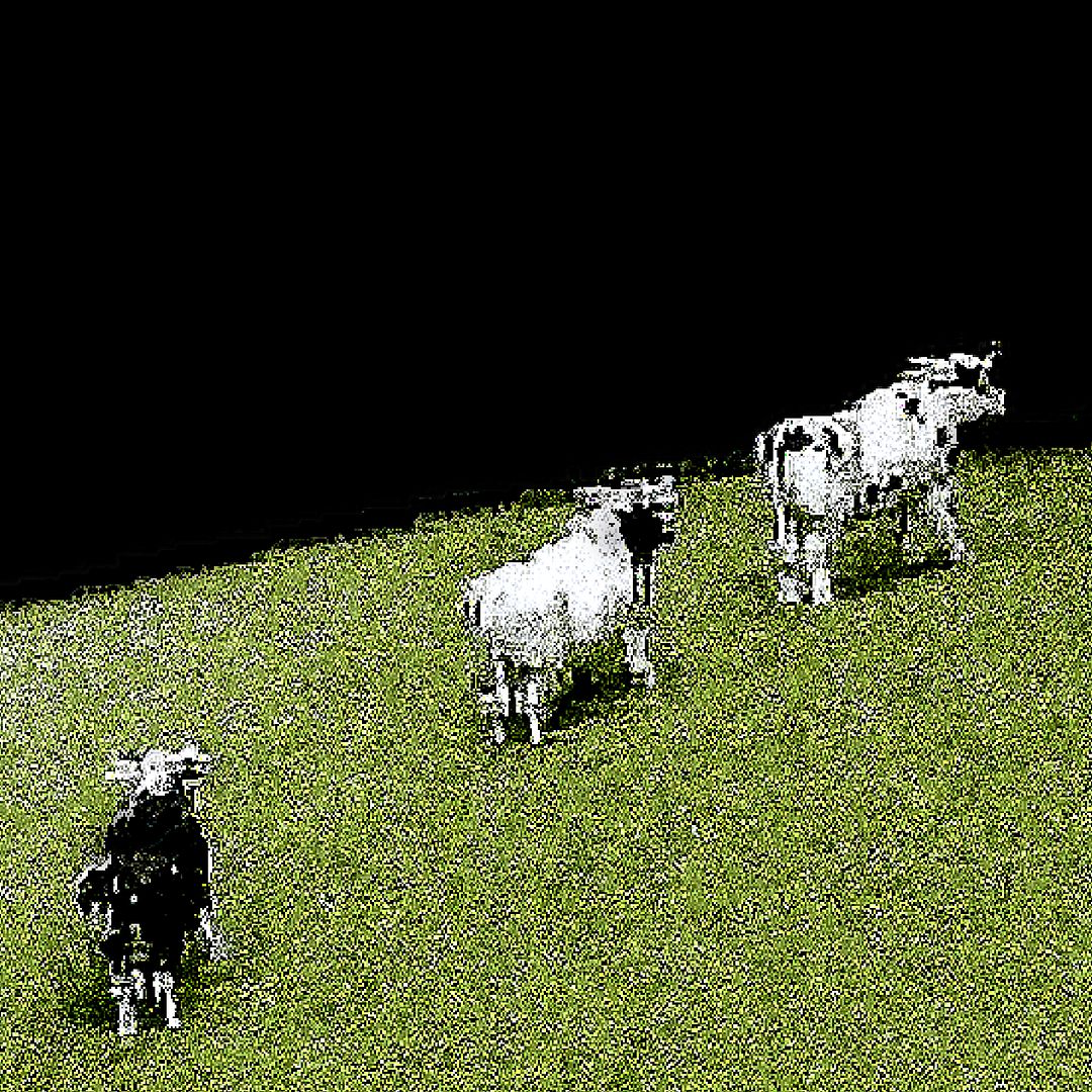 cows