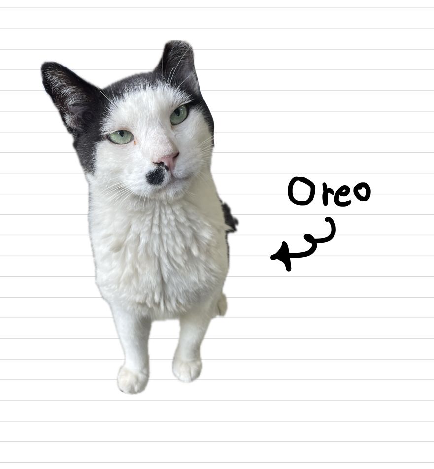 Cat_Oreo_12