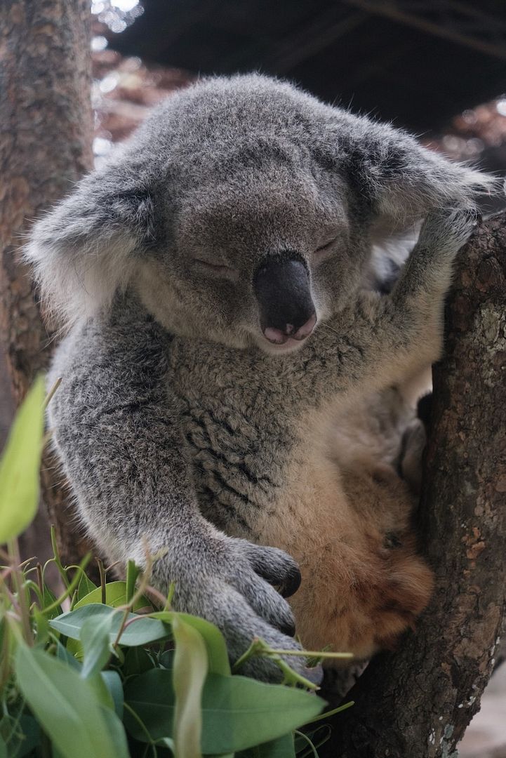 Koala