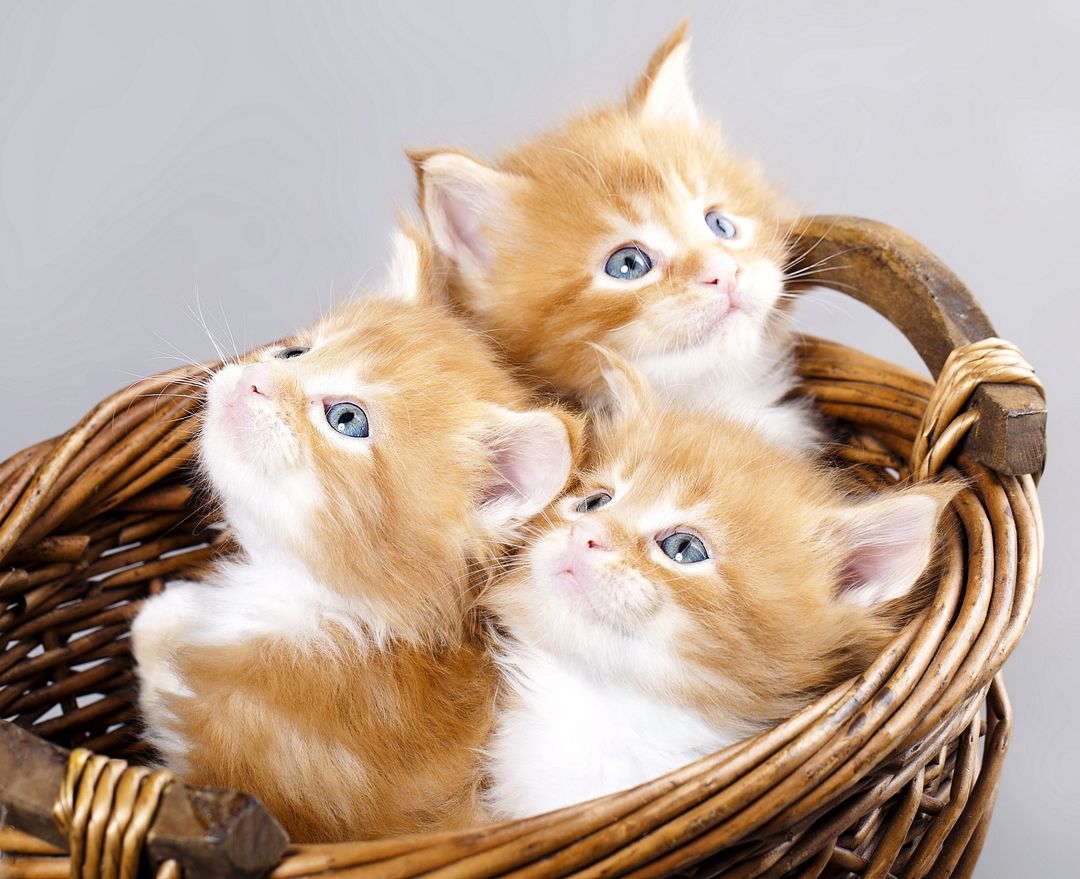 708179-kittens-kitten-cat-cats-baby-cute-s