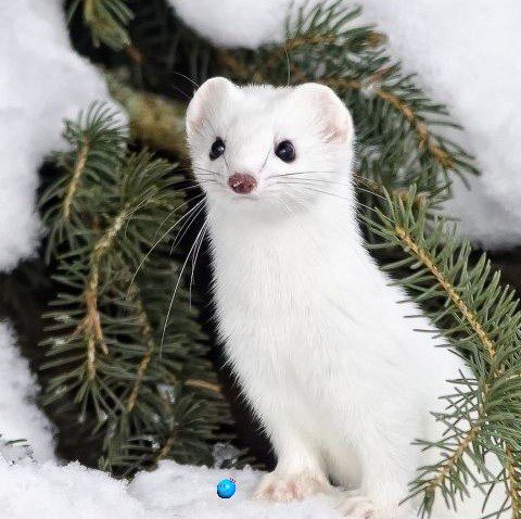 Least Weasel_2