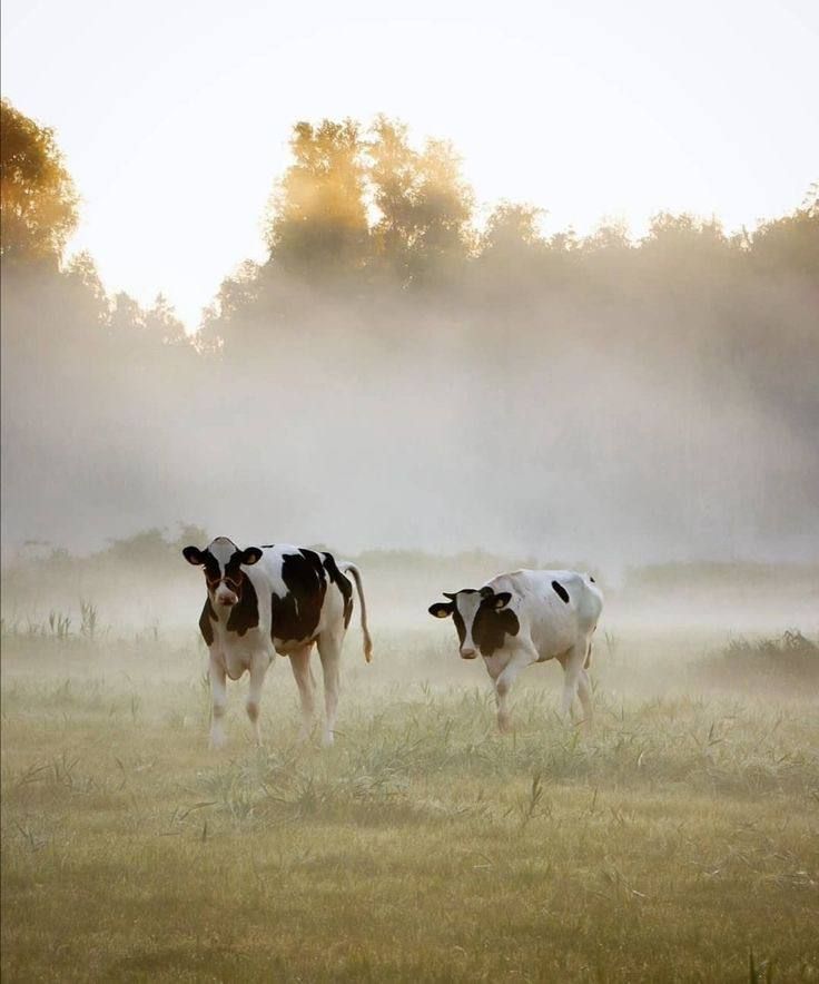 cows in a foggy field