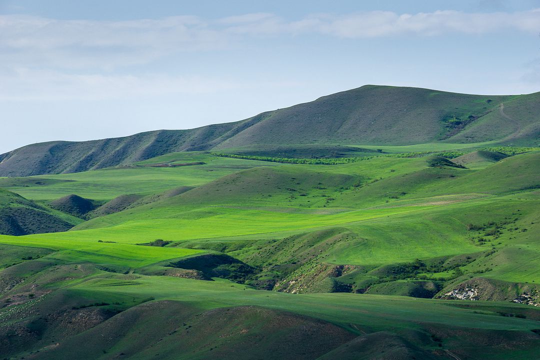 Green Plants Covered Mountain