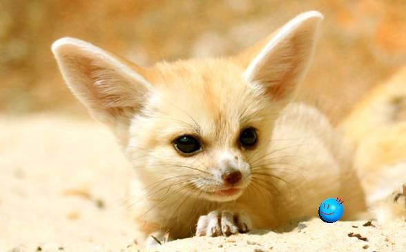 Fennec fox 4