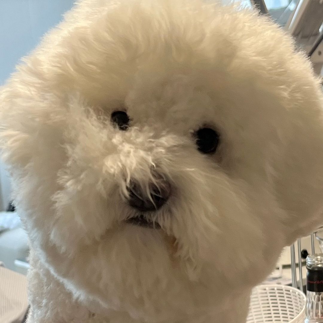 Bichon in storm