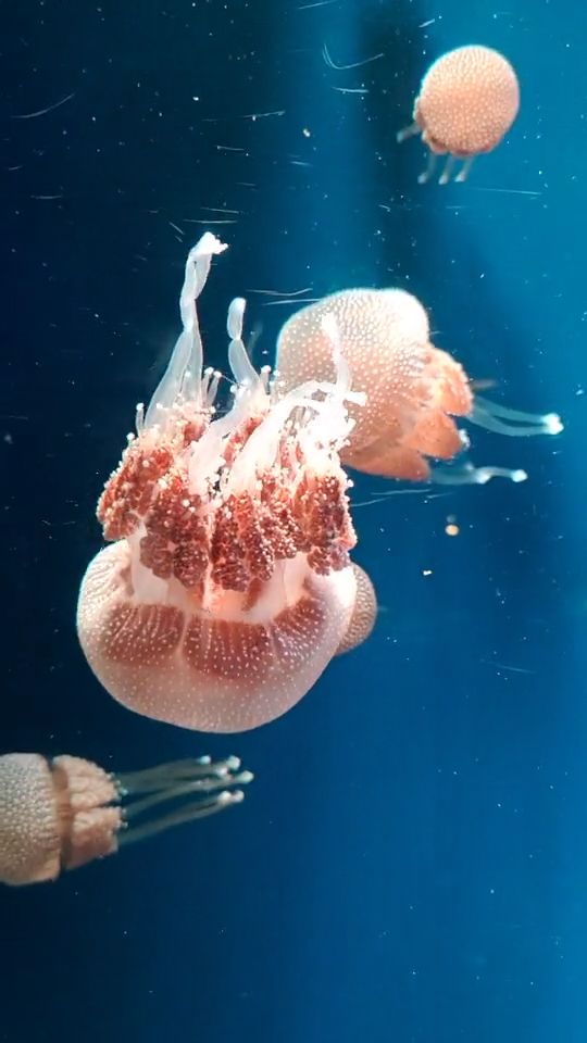 Jellyfish