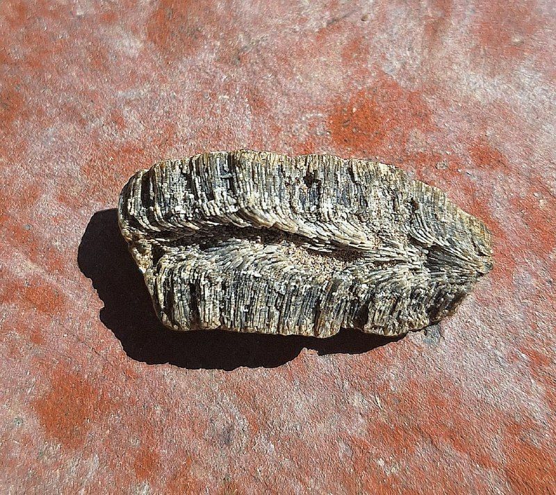 fossil