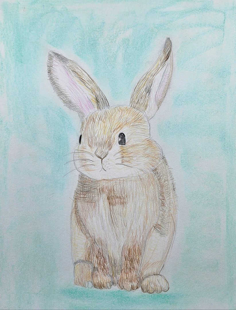 Rabbit sketch