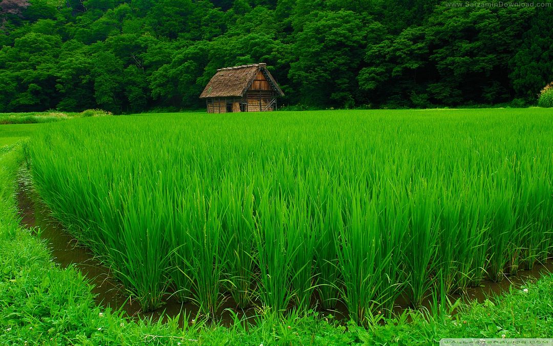 green nature