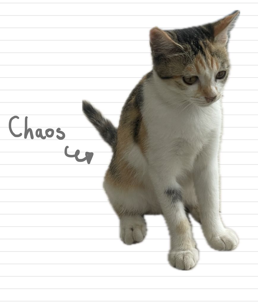 Cat_Chaos_22