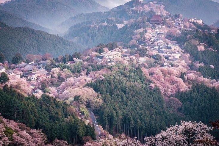 mountain forest