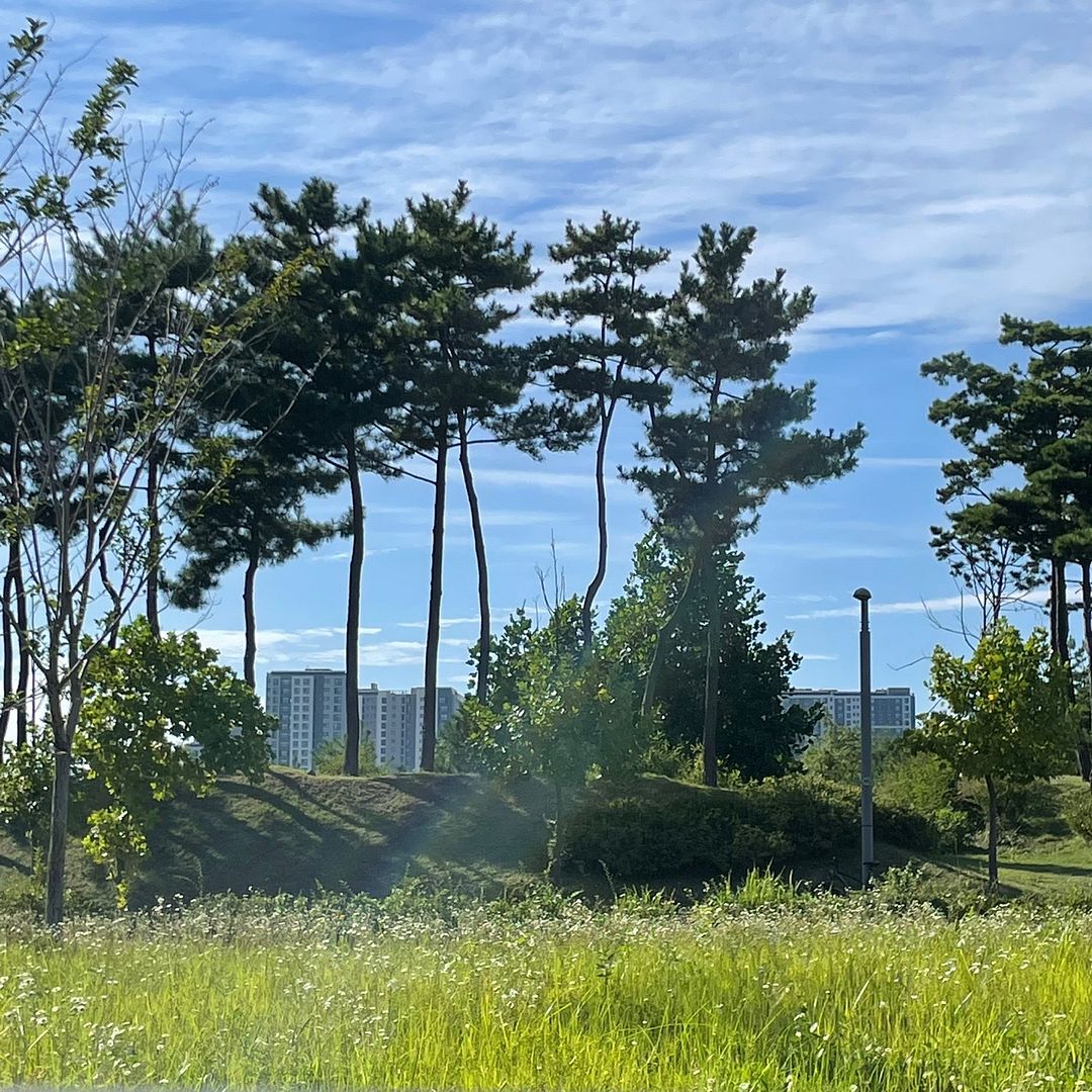 Pine tree at Yeongjong Island