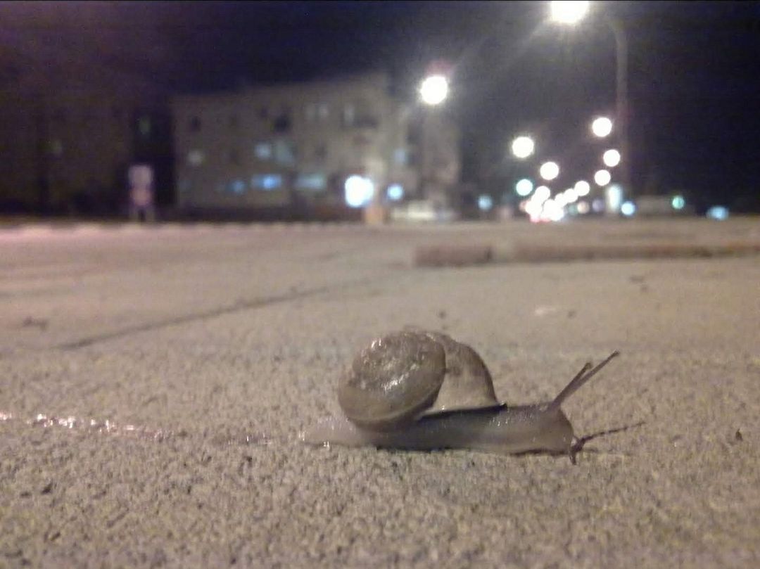 Lonely Snail