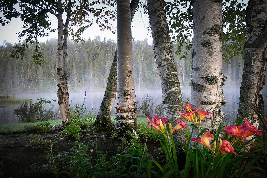 flowers and trees