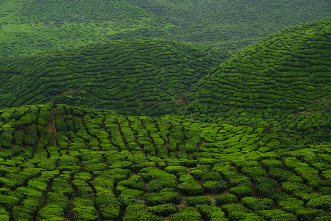 Cameron highlands