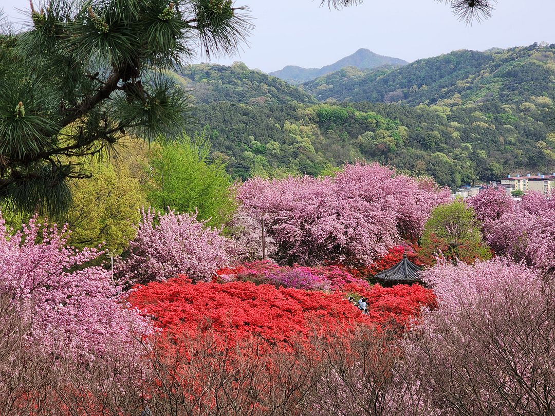 flower garden