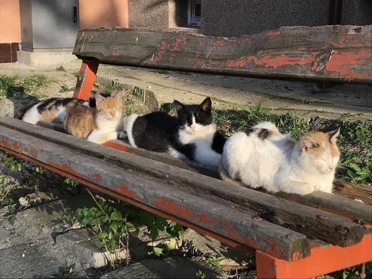 Cat train