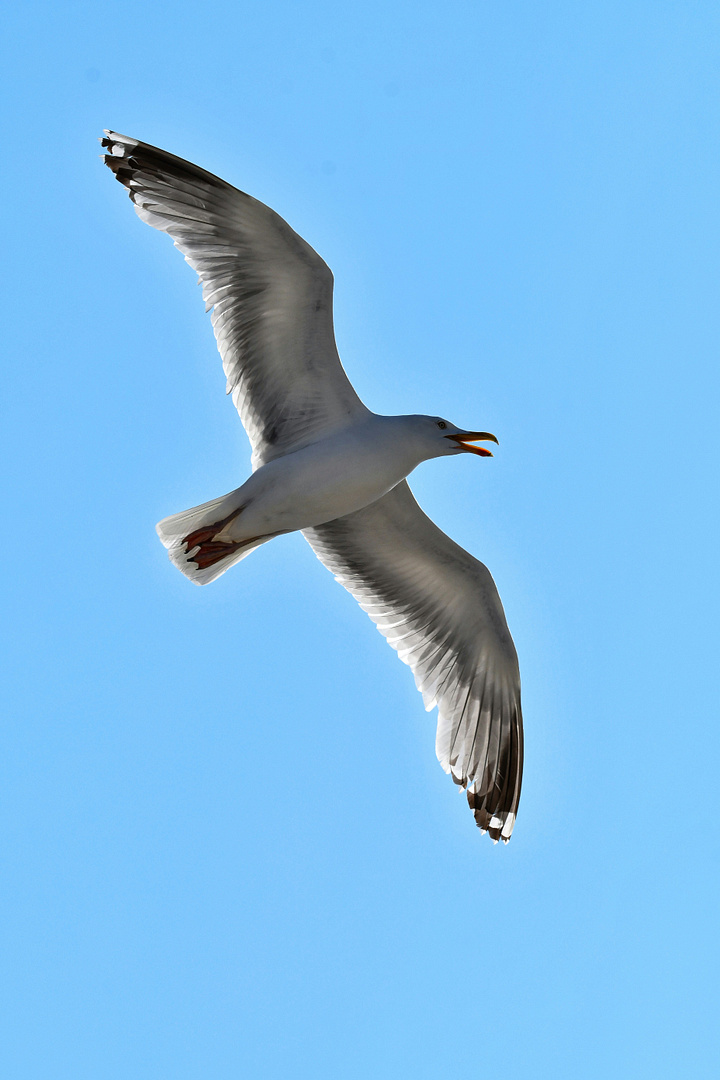 a white bird flying through a blue sky