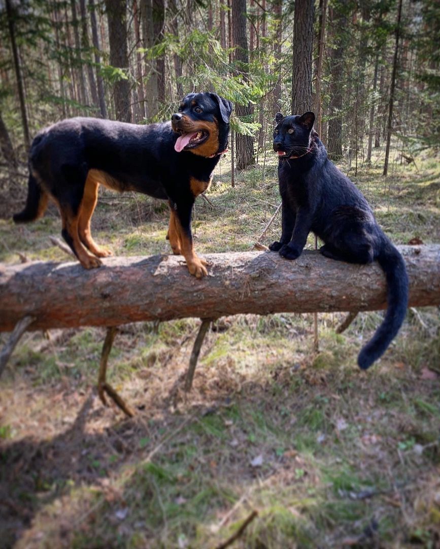 And now exercises on the balance beam