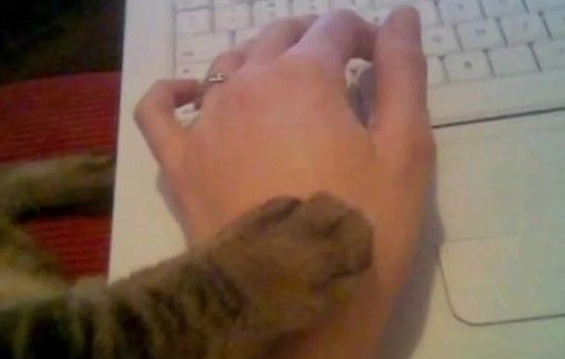 Hand of cat