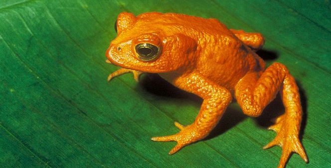 The Orange Toad