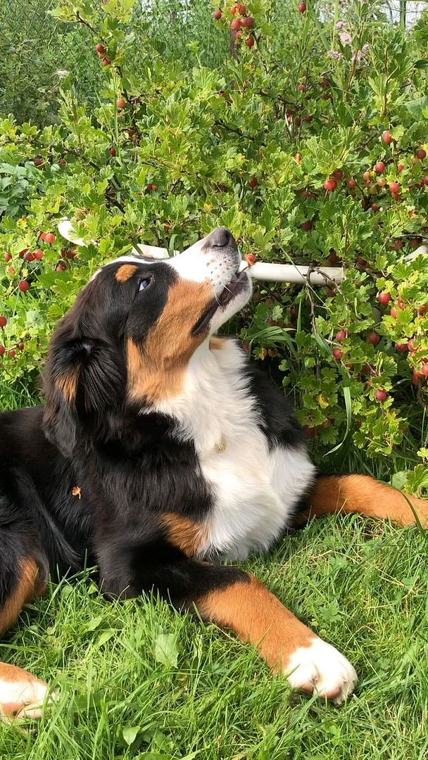 Dog loves berries