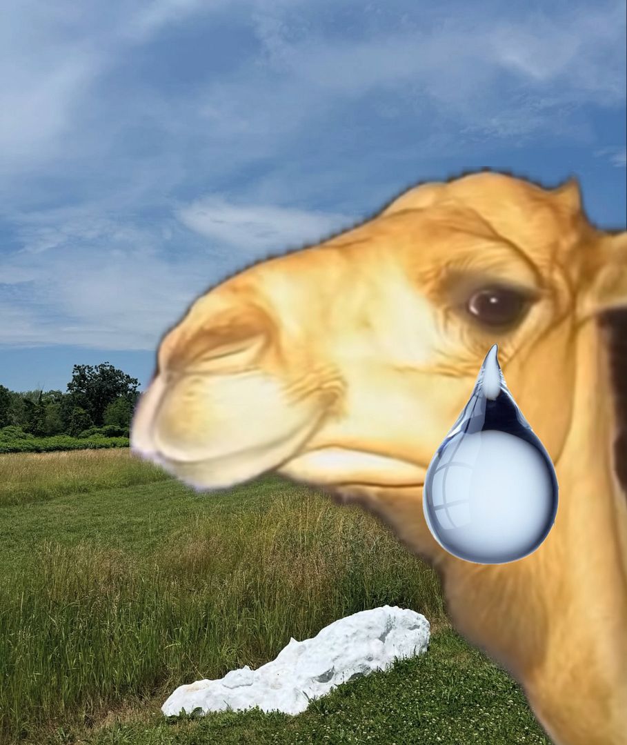 The crying camel
