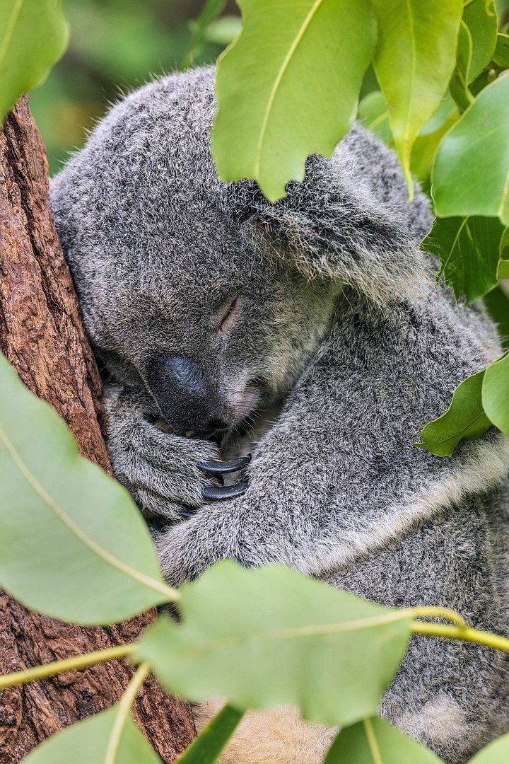 sleeping koala