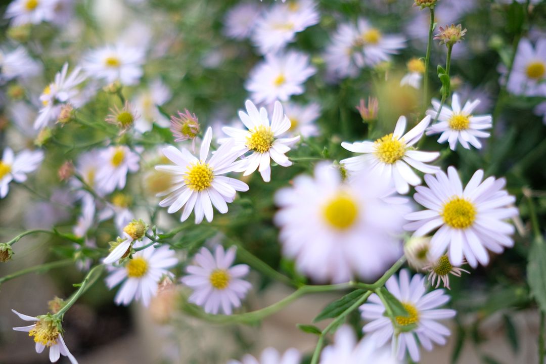 flowers