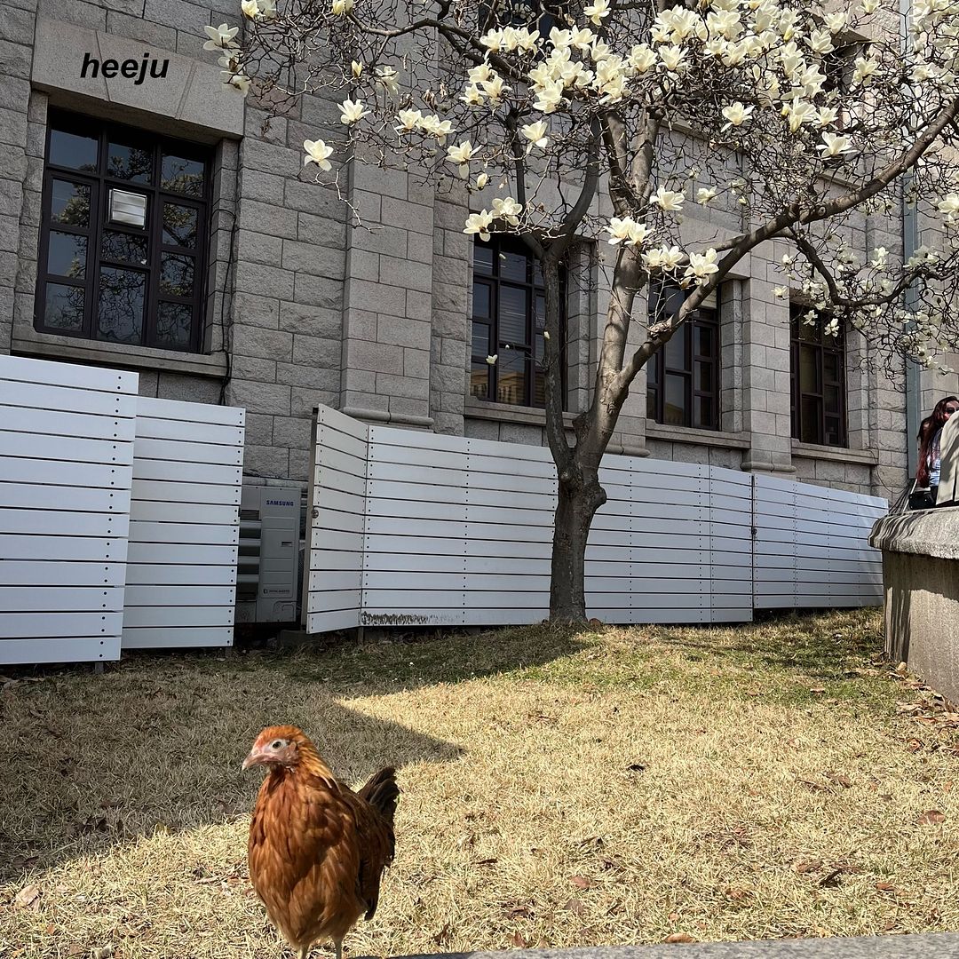 Flowers and chicken