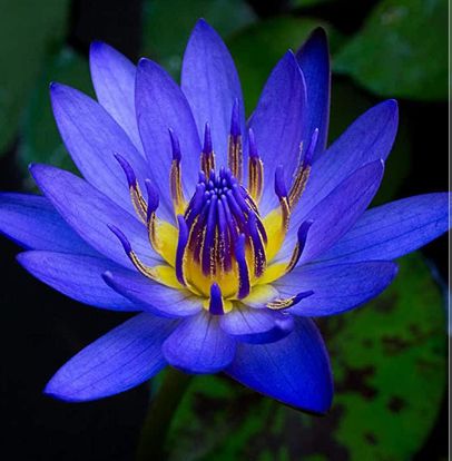 blue lotus