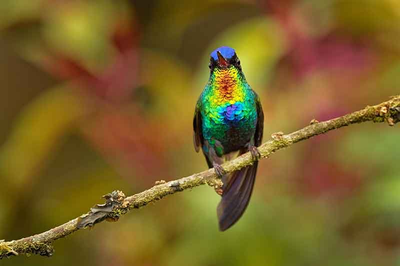 fiery-throated-hummingbird