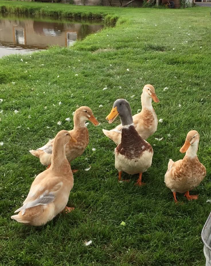 ducks