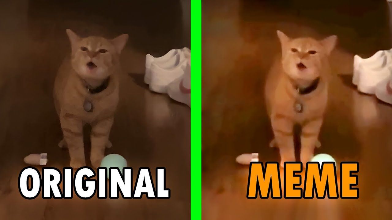 Meow meme