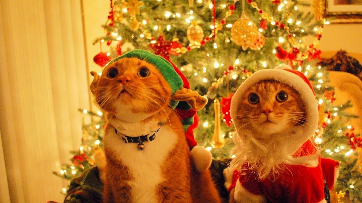 Christmas cats