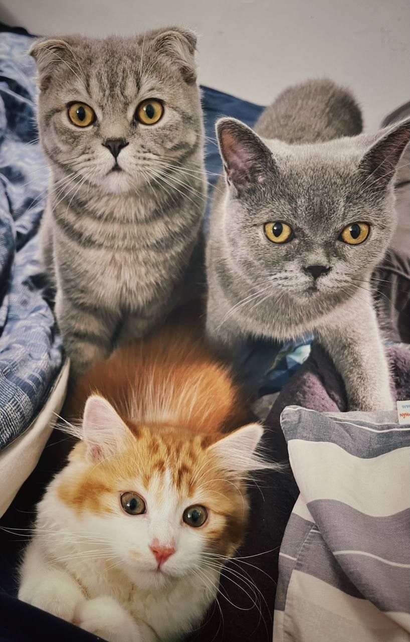 Three Musketmeow