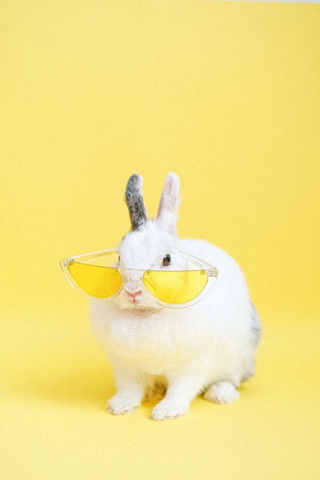 Yellow glasses bunny