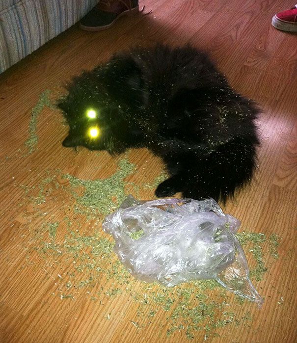 spookycatnip