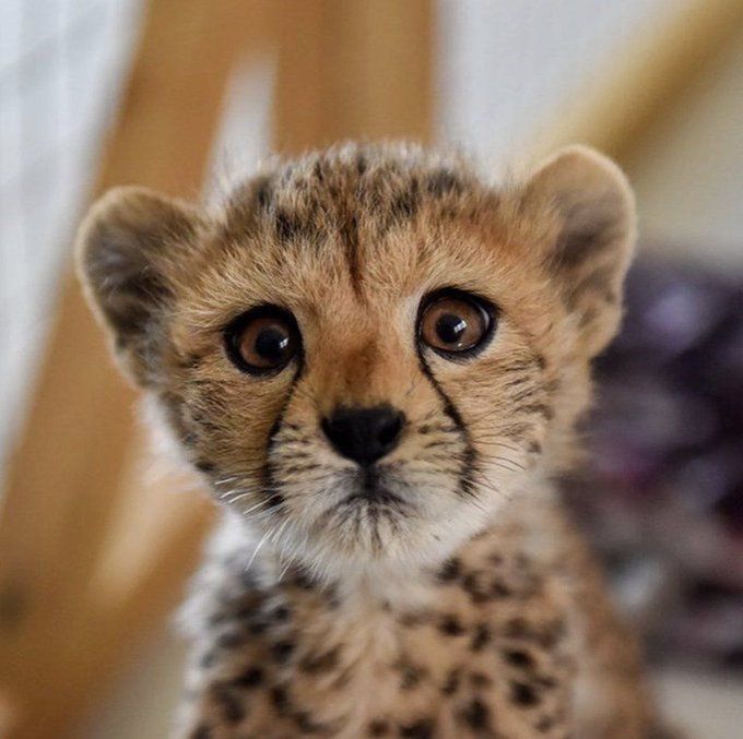 Iranian Cheetah