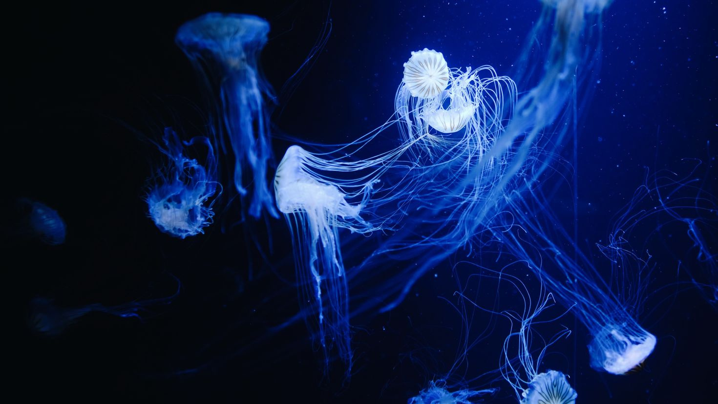 there are a lot of jellyfish