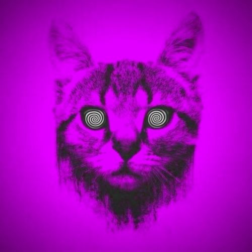 Purple Cat Edition