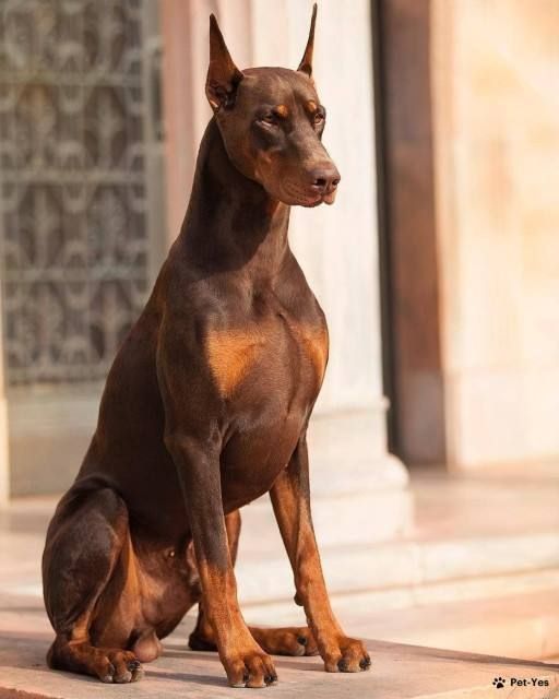 doberman