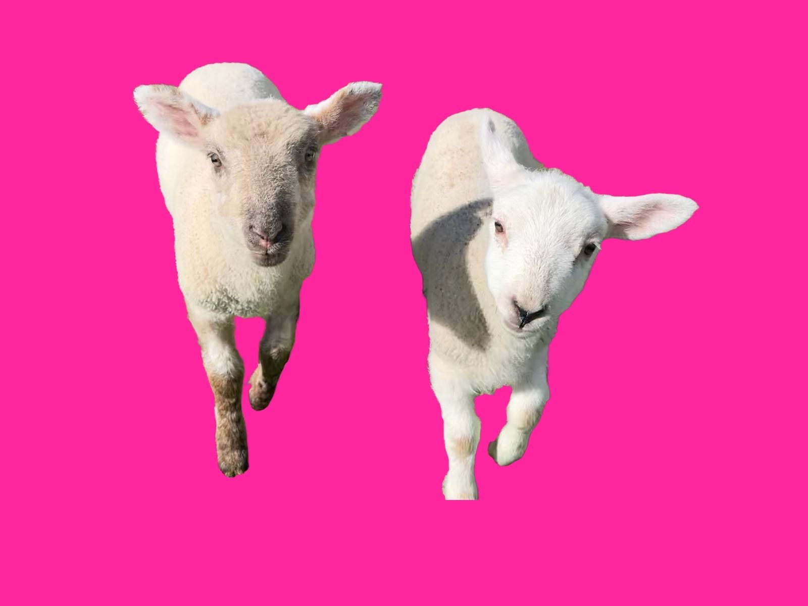 electric pink sheep