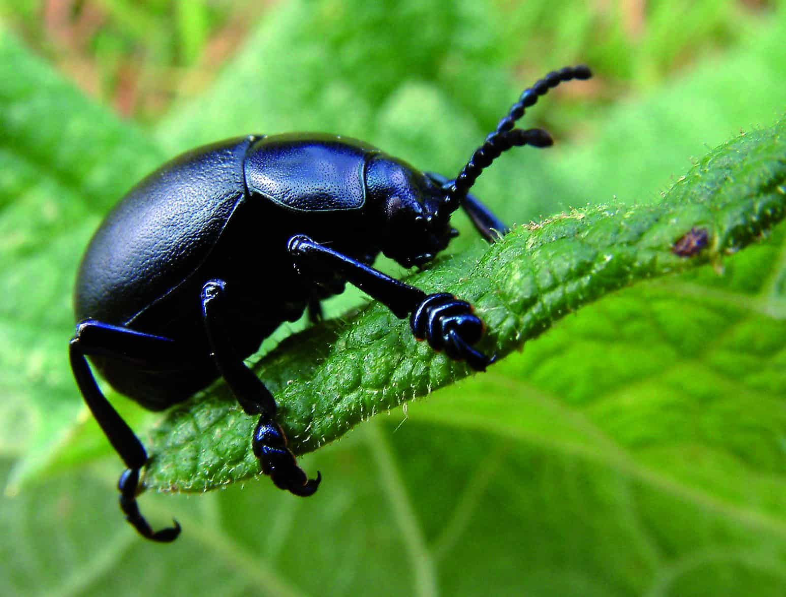 Brilliant beetle friend for just 1 $Enjoy !!!