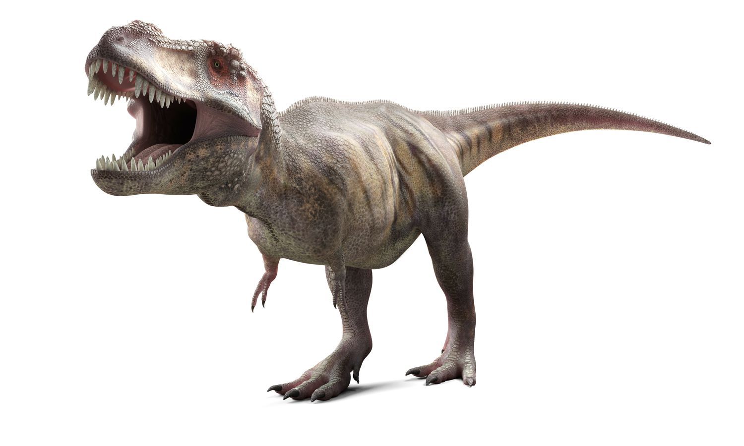 T rex from the past