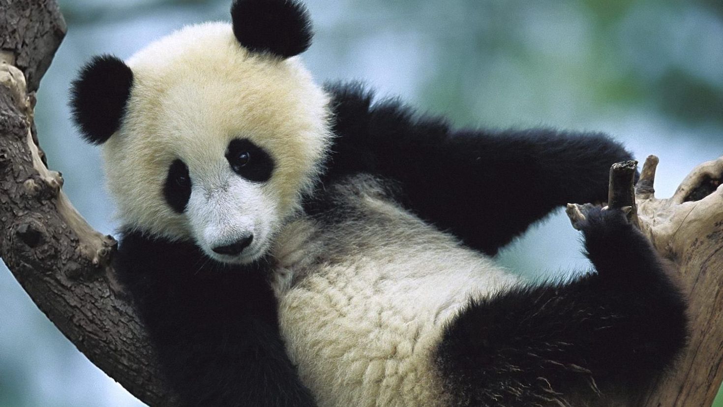 The panda)