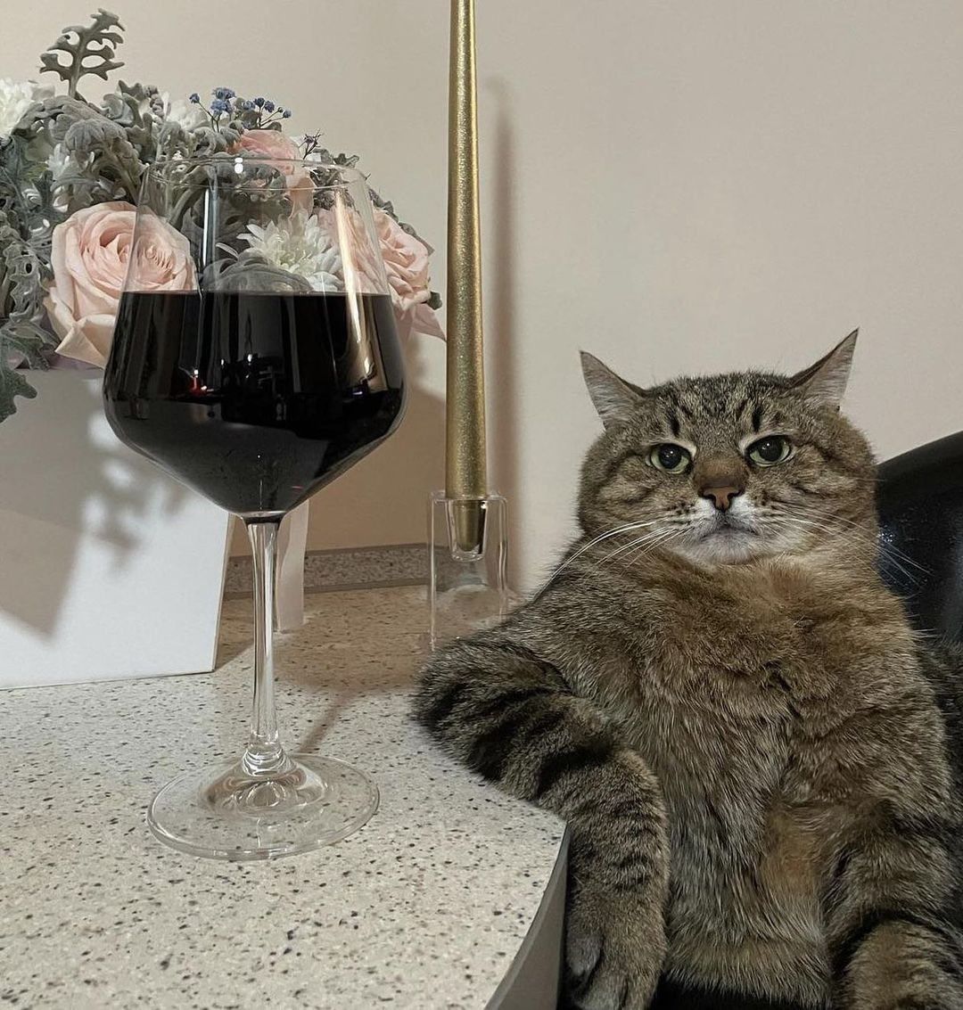 WINE CAT