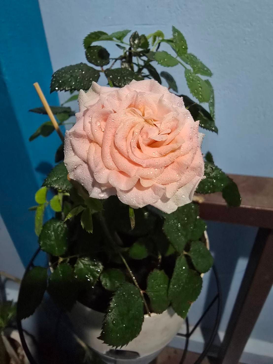 Peach rose