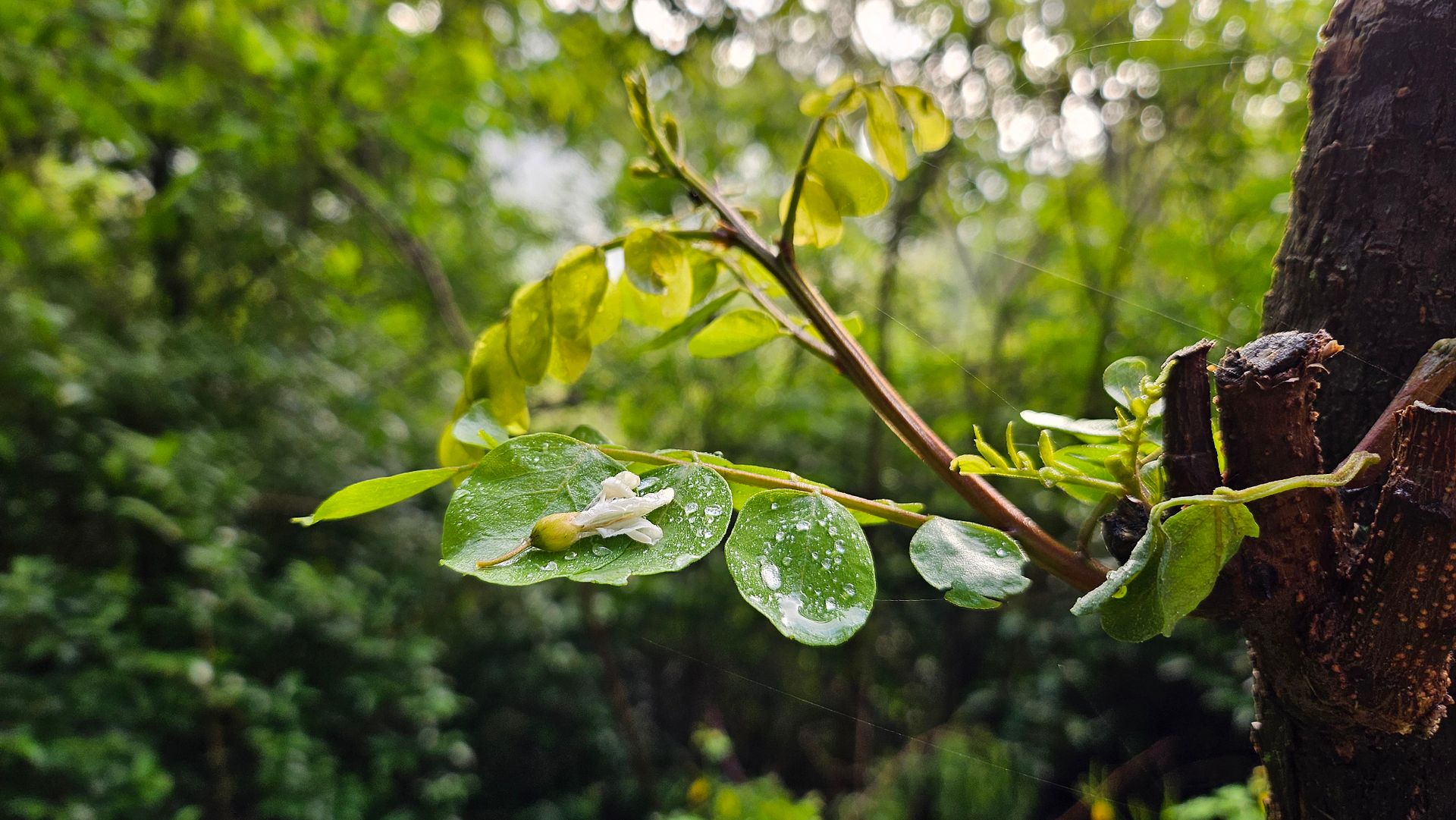 A acacia flower, Fall from that tree that grew!  240512 seoul korea